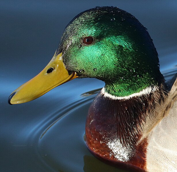 File:Mallard-drake-chicago-march-2024.jpg