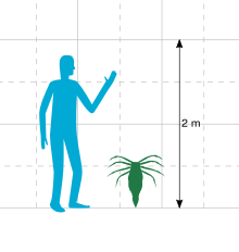 Size comparison of ''Megarachne'' and a human