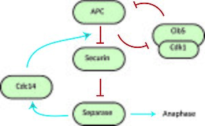 Dosage-response curves