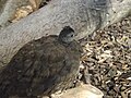 Female at Jerusalem Biblical Zoo