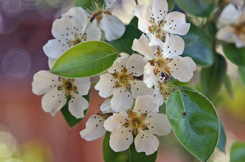 File:PearBlossomsCalifornia.jpg