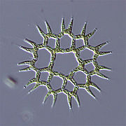 Light micrograph of Pediastrum duplex, a star shaped green algae