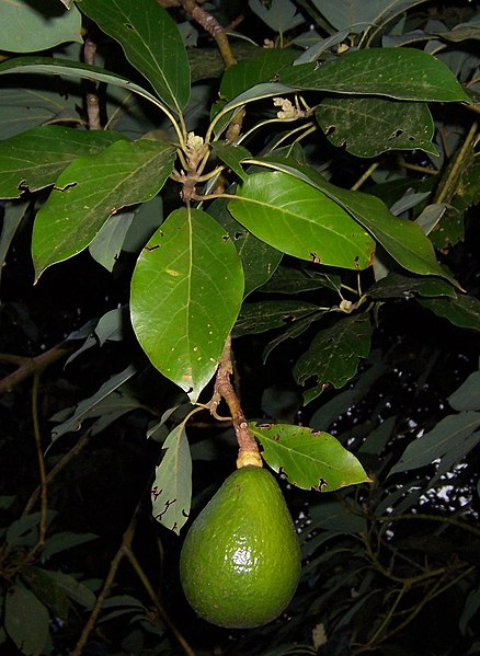 File:Persea americana fruit.JPG