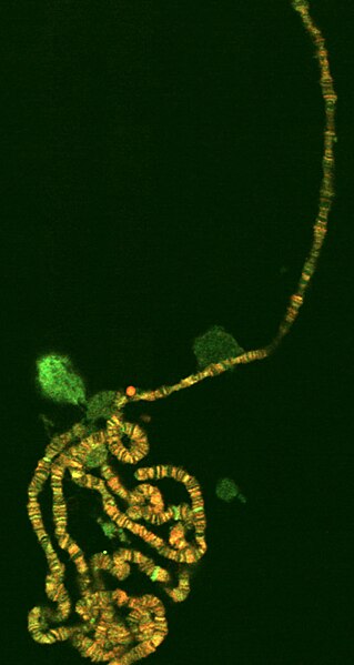 Файл:Polyten chromosome.jpg