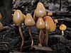 Psilocybe pelliculosa