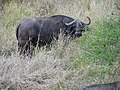 Cape Buffalo (Syncerus caffer)