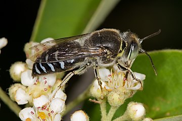 Bembicinae