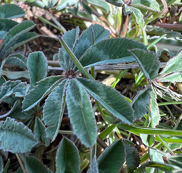 File:Trifolium macrocephalum iNat-155162050.jpg