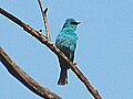 Juvenile at IISc Bangalore, India