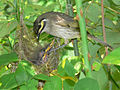 A yellow faced honeyeater feeding its chcks