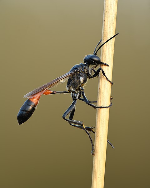 Файл:Ammophila pubescens - Kulna.jpg