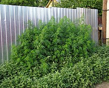 Cannabis ruderalis habitus.jpg