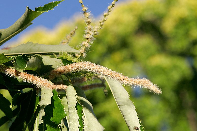 File:Chestnut flowers.jpg