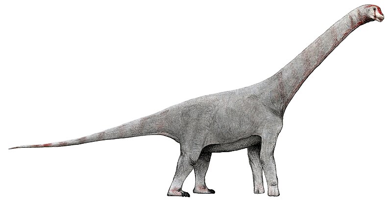 File:Chubutisaurus.jpg