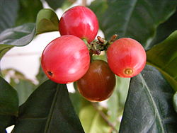 Ripe coffee berries