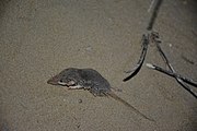 Gray shrew