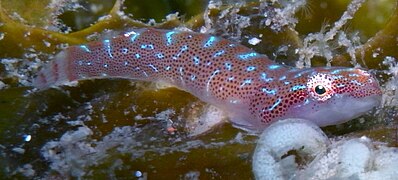 No scales: clingfish