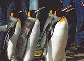 King Penguins (Aptenodytes patagonicus) at Edinburgh Zoo.