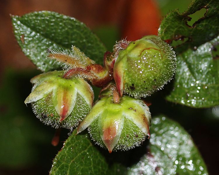 Файл:Epigaea asiatica (fruits s3).JPG