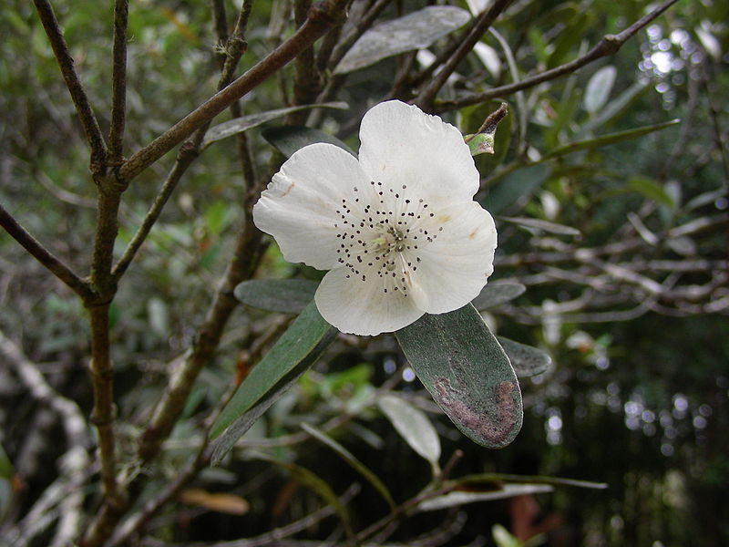 File:Eucryphia lucida (Leatherwood) flower.jpg