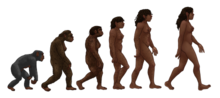 Miniatura para Evolución humana