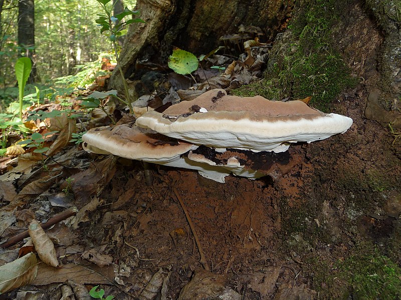 File:Ganoderma applanatum 2010 G1.jpg