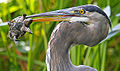 About to be eaten by a Great Blue Heron