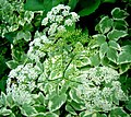 Variegated ground-elder in flower