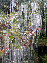 Icicles on a bush