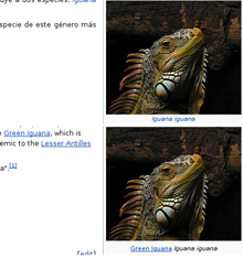 Iguanas.png