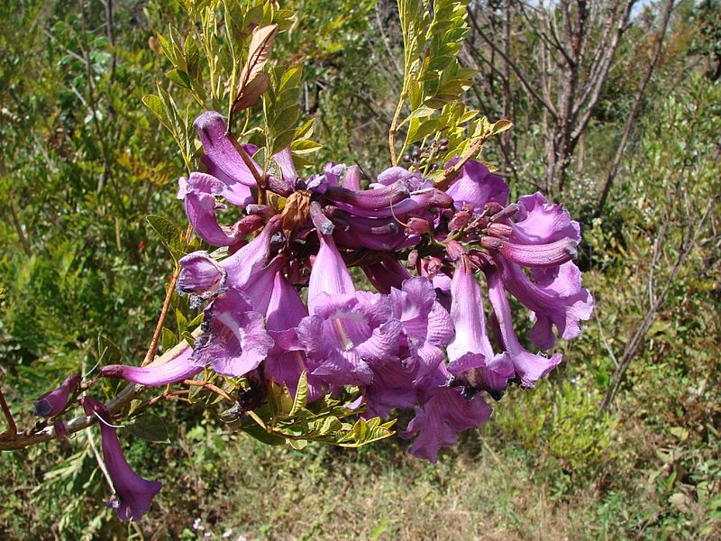 File:Jacaranda macrantha.jpg