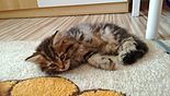 Siberian cat - 7 weeks.