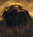 Thumbnail for version as of 03:41, 6 September 2008