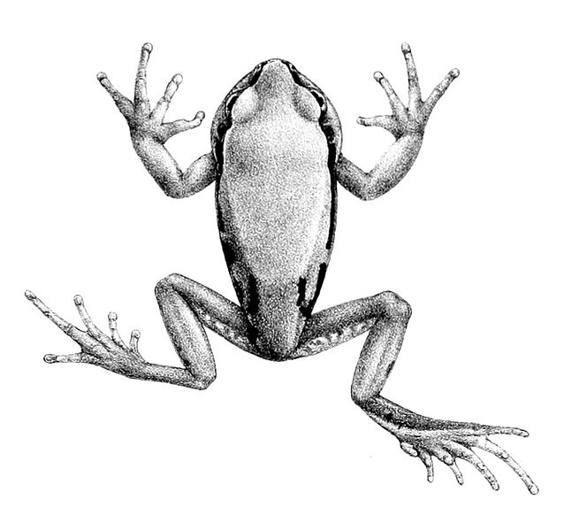 Archivo:Leptopelis gramineus 1897.jpg