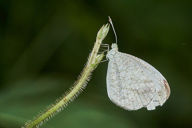 圖為纖粉蝶（Leptosia nina）。