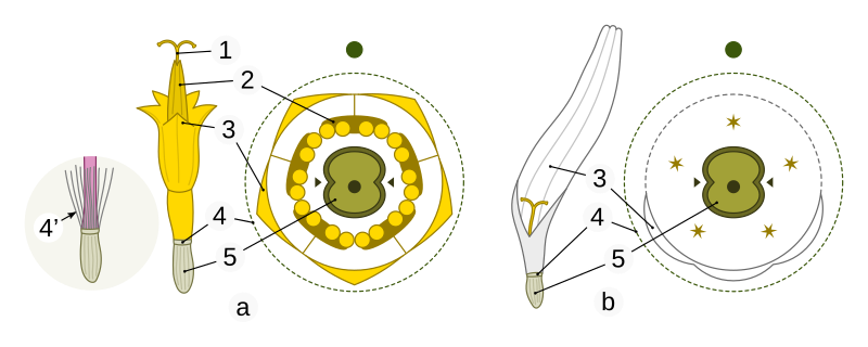 File:Leucanthemum diagram.svg