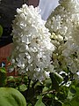 Detail of white lilac Syringa vulgaris head.