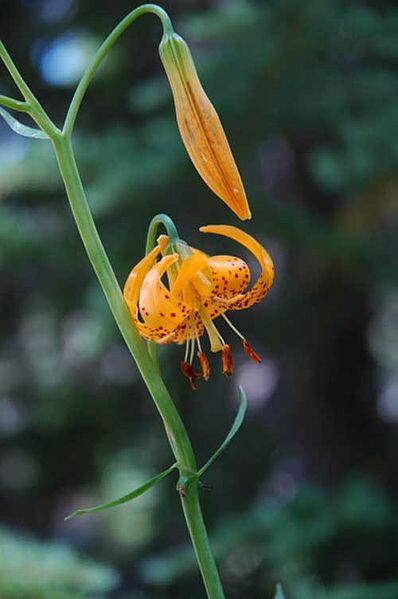 File:LiliumKelleyanum1.jpg