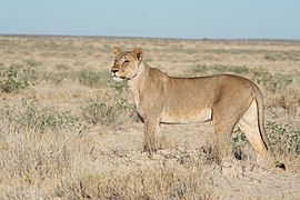 Lioness in Etosha National Park