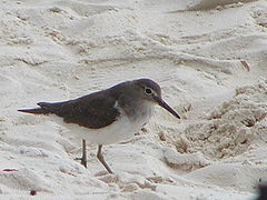 Common sandpiper, Actitis hypoleucos