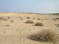 Image 6Desert scene in Egypt (from Habitat)