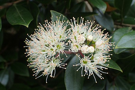 An image of Bartlett's rātā's white-coloured flowers