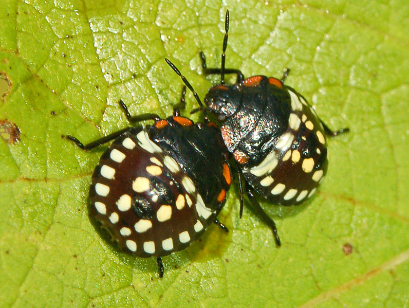 Archivo:Pentatomidae - Nezara viridula-003.JPG