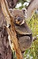 Image 11 Koala Photo: JJ Harrison A female koala (Phascolarctos cinereus), an arboreal herbivorous marsupial native to coastal regions of eastern and southern Australia. The word "koala" comes from the Dharuk word gula. English-speaking settlers from the late 18th century first called it "koala bear" due to its similarity in appearance to bears, although they are not at all related. Instead, its closest living relative is the wombat. More selected pictures