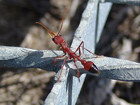 Myrmecia