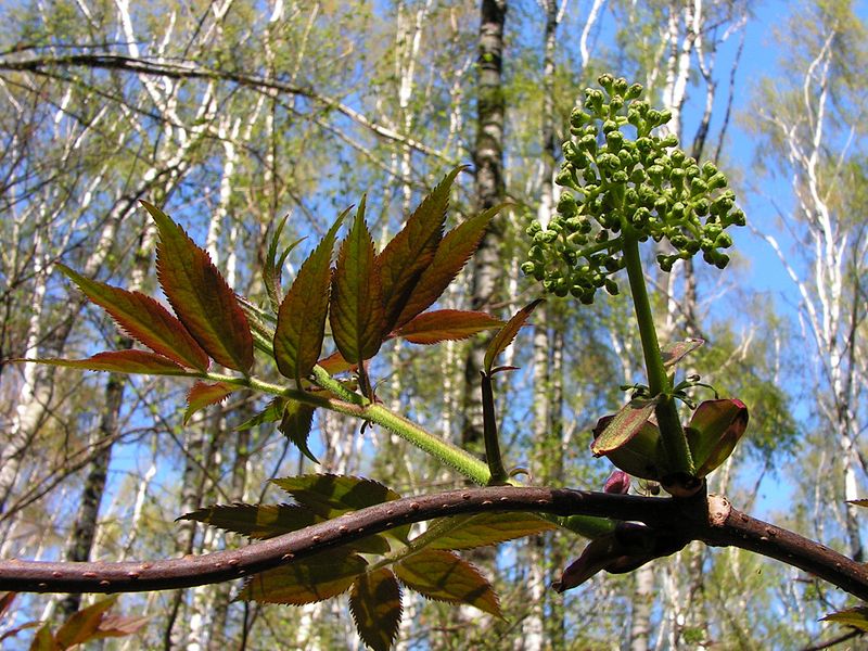 Файл:Sambucus racemosa20120428 025.jpg