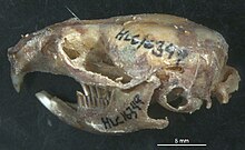 Skull of Phenacomys intermedius.jpg