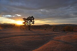 Mojave desert, 30 mi (48 km) east of San Gorgonio Mountain, California.