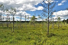 Swamp landscape of Chuvnoy-Suo.jpg