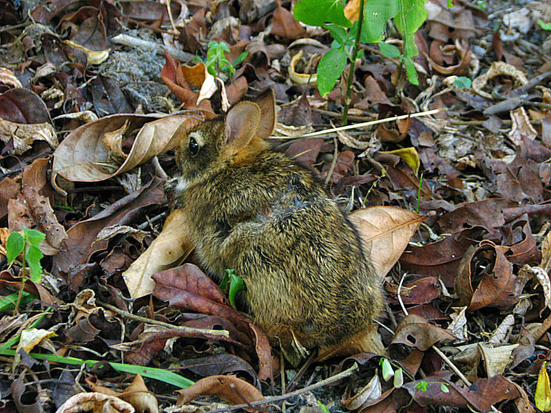 Файл:Sylvilagus brasiliensis1.jpg